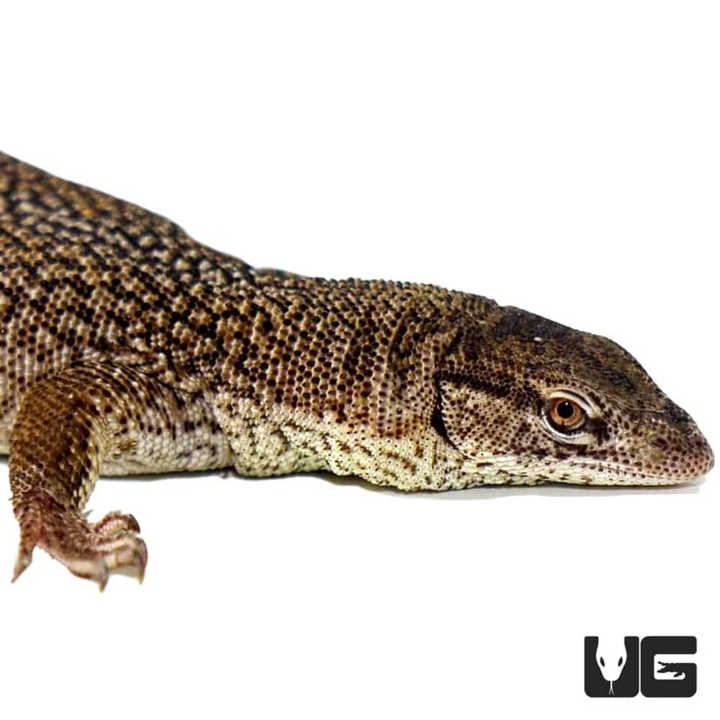 Storr’s Monitor