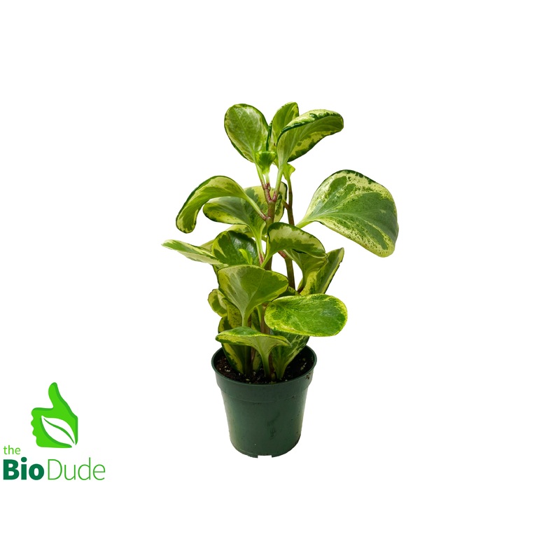 4″ Pot Peperomia Golden Gate