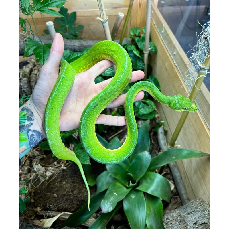 Adult Jayapura Green Tree Python (Male)