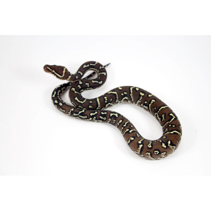Angolan Python