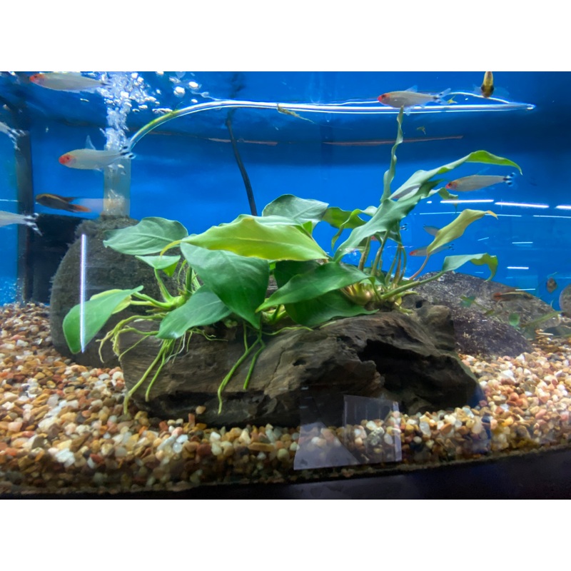 Anubias minima & Anubias nana on Large Driftwood