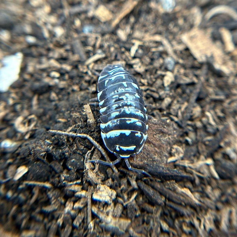 Armadillidium maculatum (spotted)