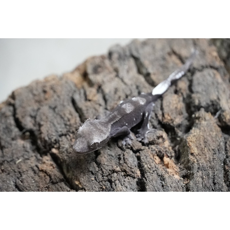 Axanthic 01