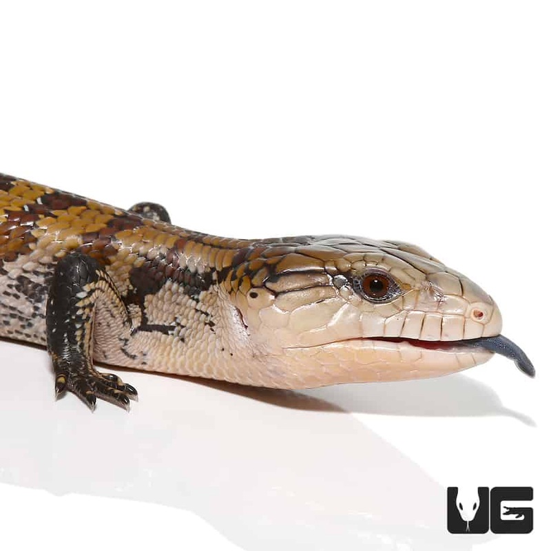 Baby Aru Blue Tongue Skinks (T. scincoides chimaerea)For Sale
