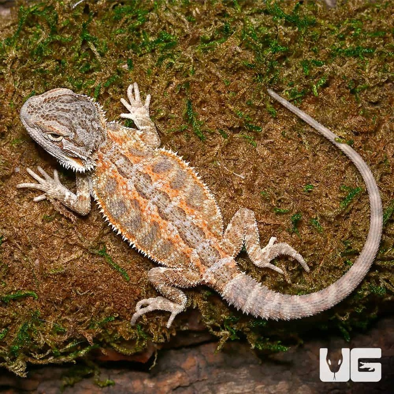 Baby Molten Lava Bearded Dragons For Sale