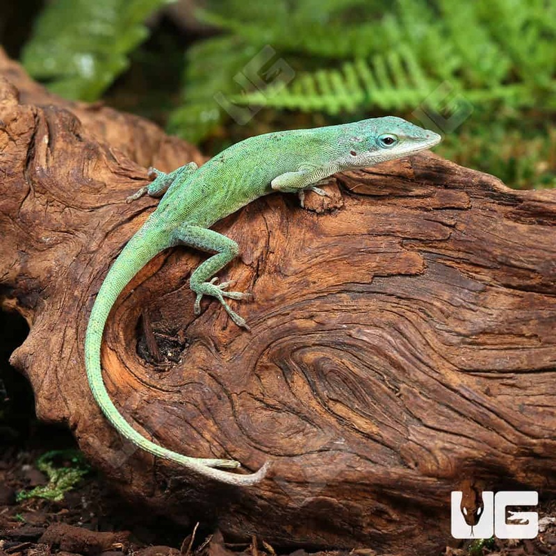 Blue Green Forktail Anoles For Sale