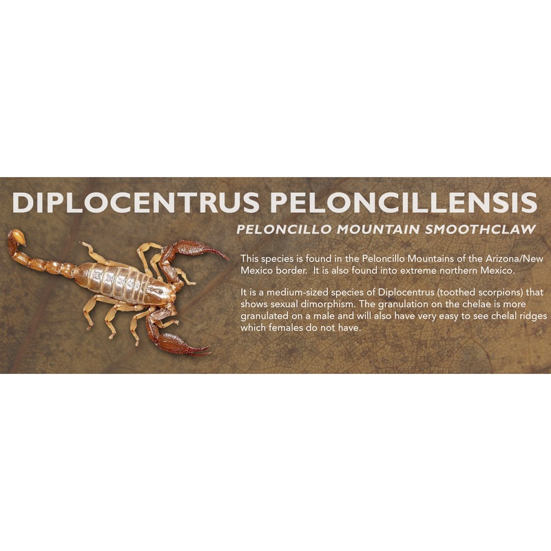 Diplocentrus peloncillensis – Peloncillo Mountain Smoothclaw Scorpion Label Standard Size 7″ x 2.5″