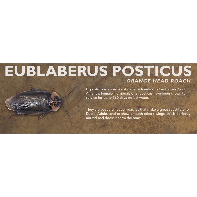 Eublaberus posticus (Orange Head Roach) – Feeder Label Standard Size 7″ x 2.5″