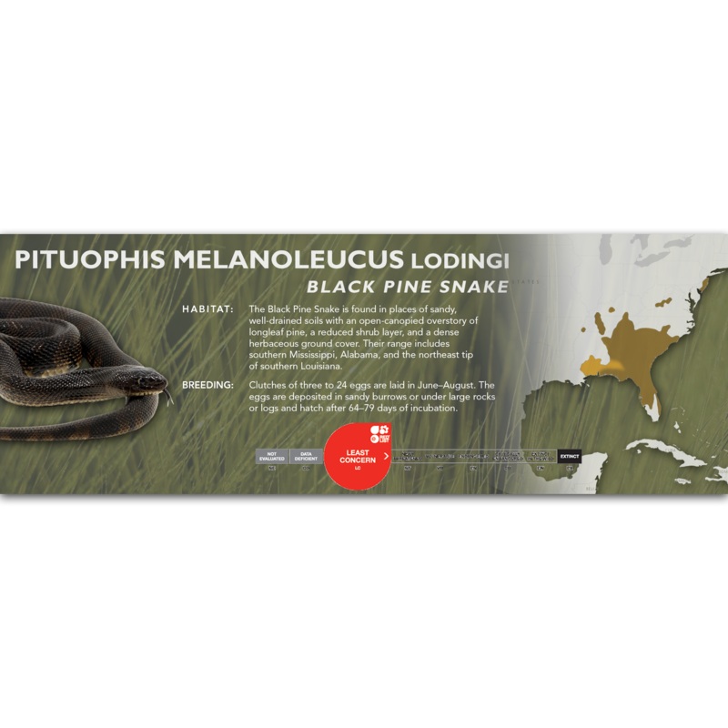Pine Snake (Pituophis melanoleucus) Classic Vivarium Label None
