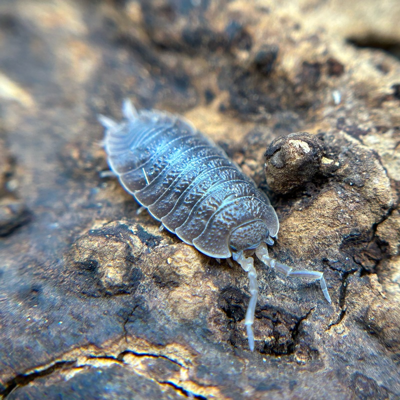 Porcellio dilatatus