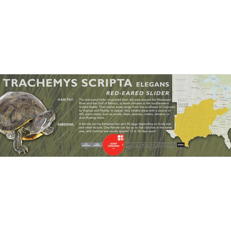Red-Eared Slider (Trachemys scripta elegans) – Classic Vivarium Label