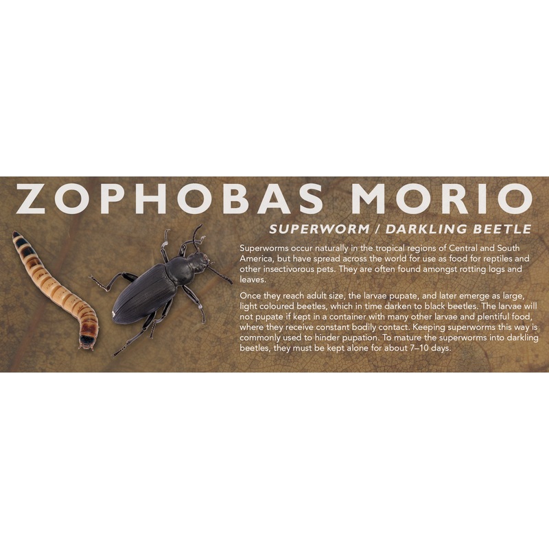Zophobas morio (Superworm / Darkling Beetle) – Feeder Label Standard Size 7″ x 2.5″