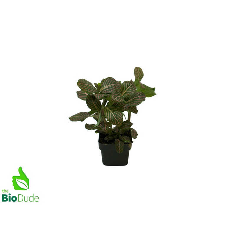3″ Pot Fittonia Pink