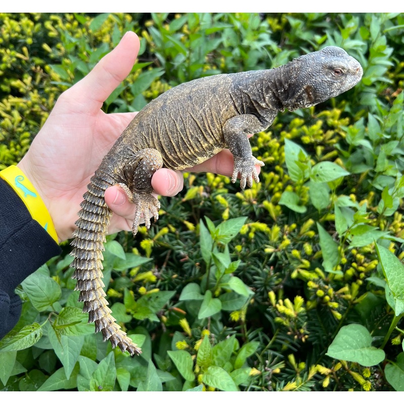 Adult Egyptian Uromastyx (3)