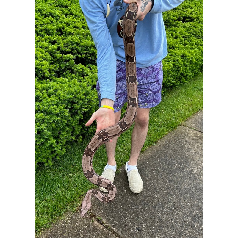 Adult Guyana Boa (imperfect Female)