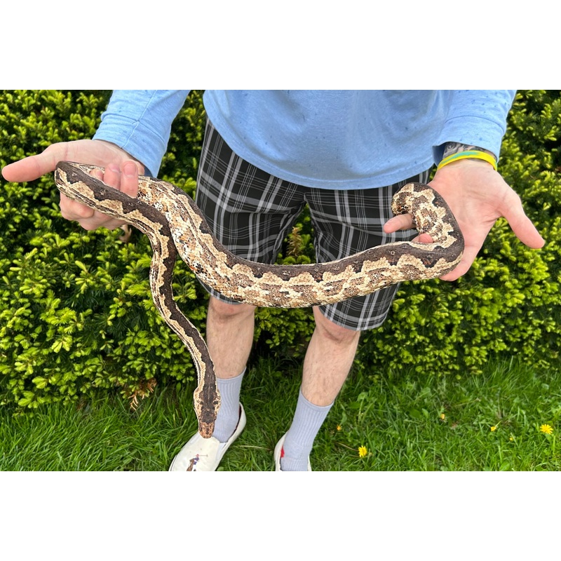 Adult Solomon Island Ground Boa (Poss. Gravid Female 1)