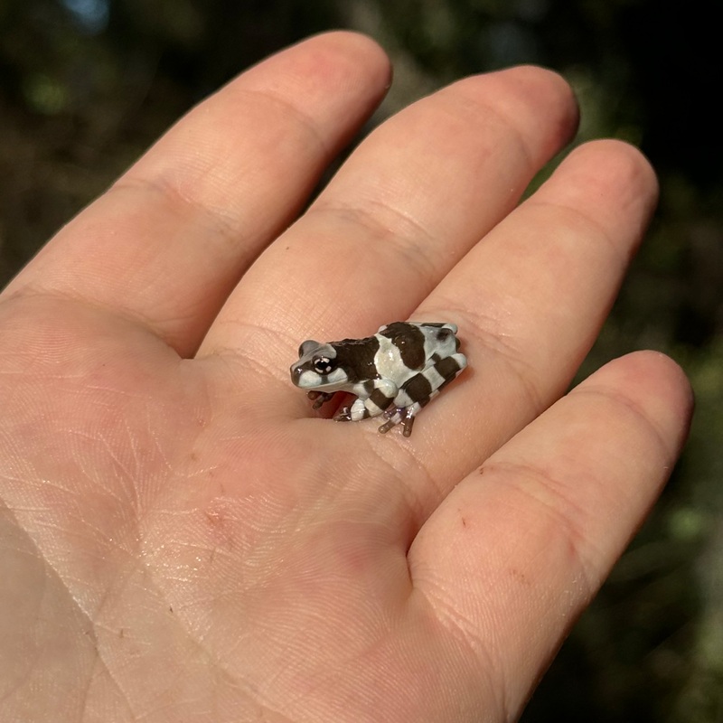 Amazon Milk Frog