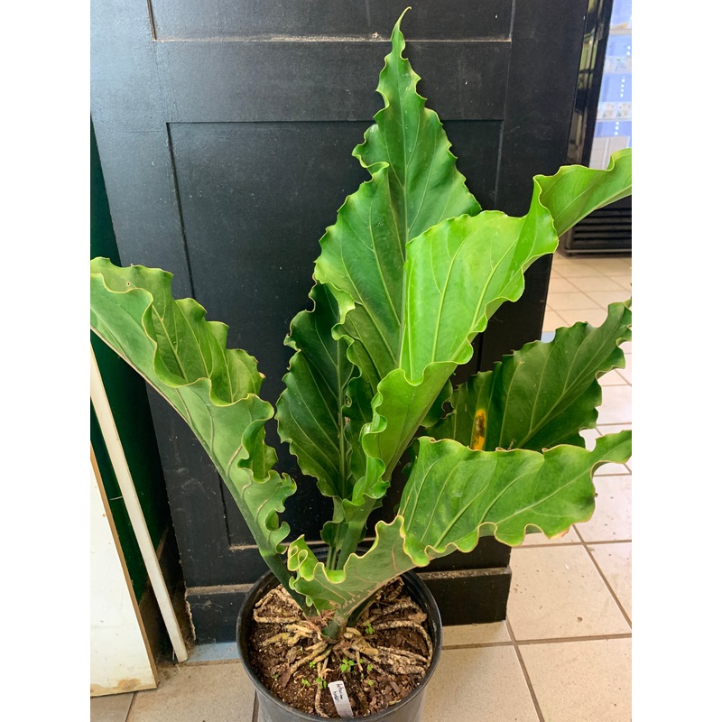 Anthurium hookeri 2.5″ Pot Low Variegation/revert