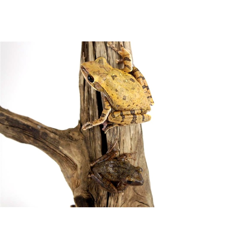 CB Golden Tree Frog
