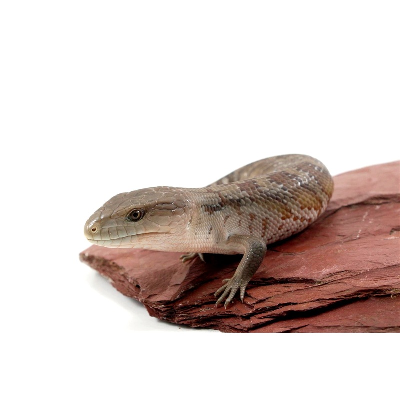 CB Northern Blue Tongue Skink