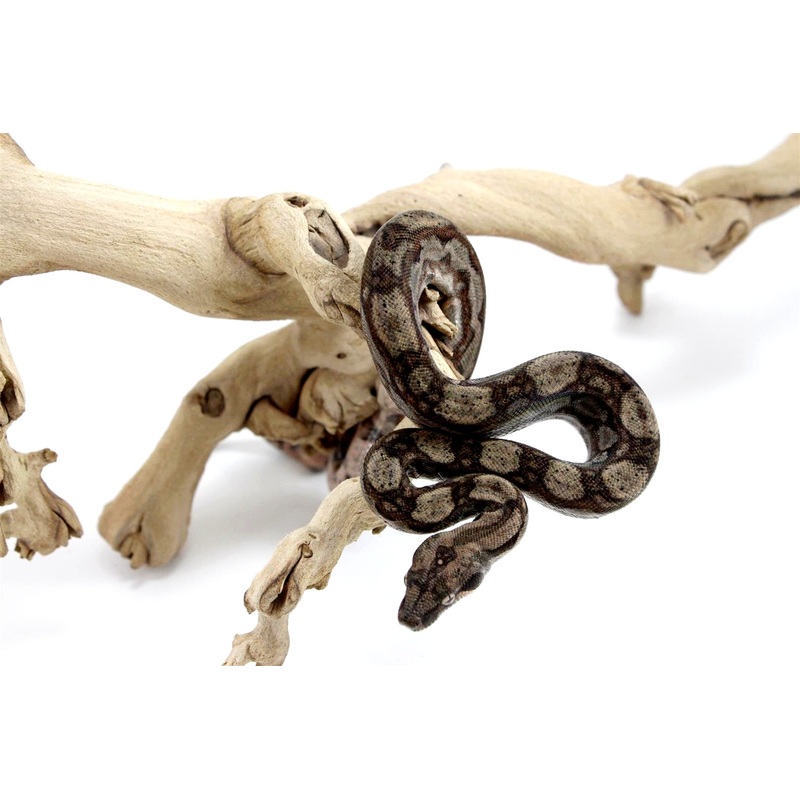 Central American Boa