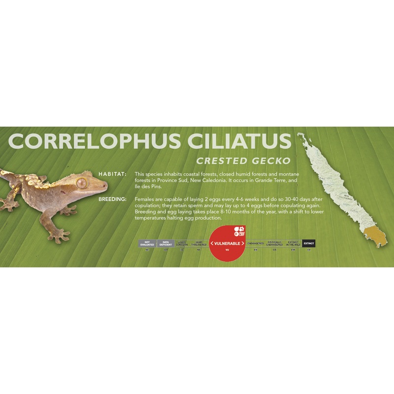 Crested Gecko (Correlophus ciliatus) Classic Vivarium Label