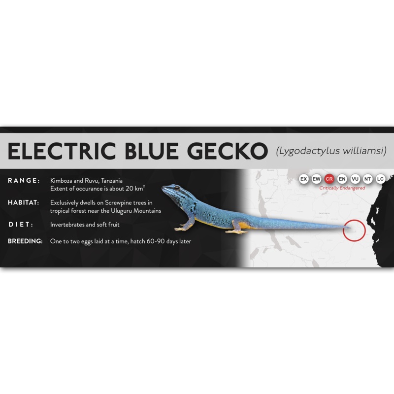 Electric Blue Gecko (Lygodactylus williamsi) – X Label Laminated Paper