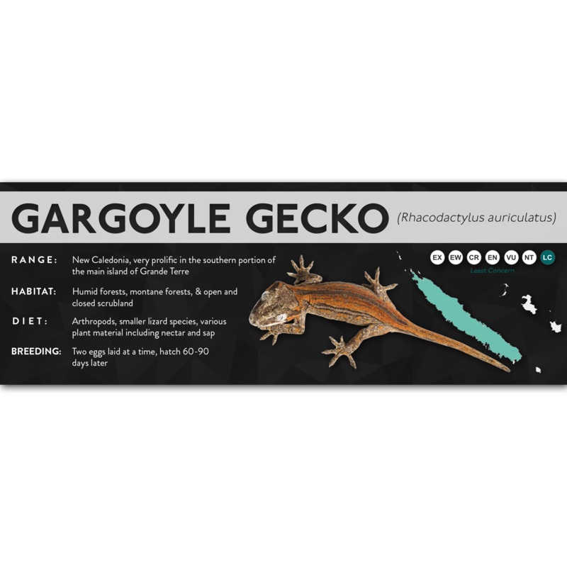 Gargoyle Gecko (Rhacodactylus auriculatus) – X Label Laminated Paper