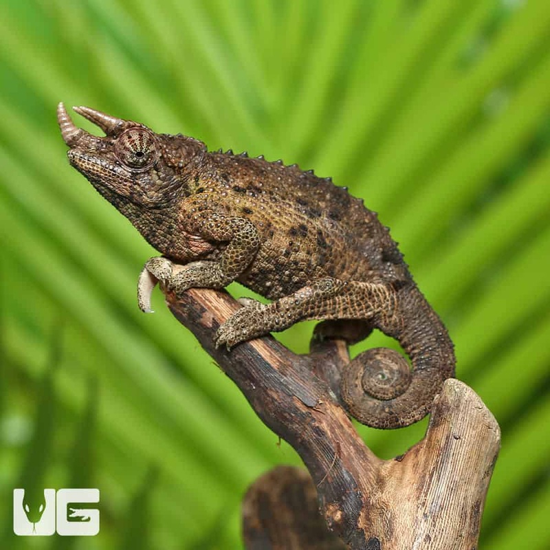 Juvenile Jackson’s Chameleons For Sale