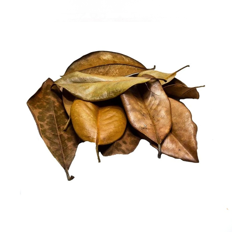 Magnolia Leaf Litter Small (1 Quart)