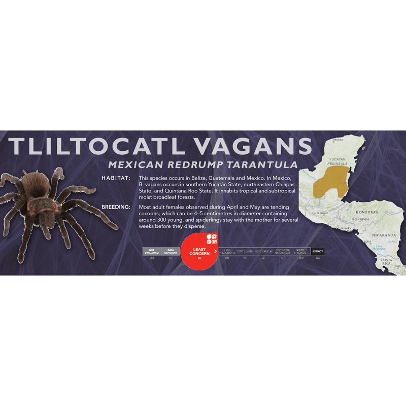 Mexican Redrump Tarantula (Tliltocatl vagans) – Classic Vivarium Label