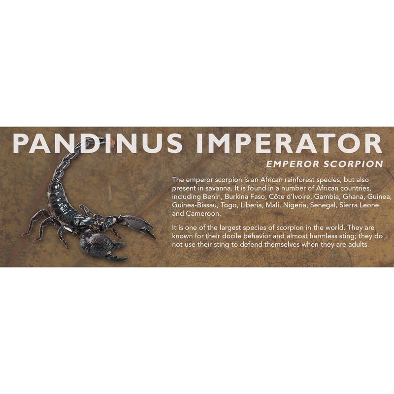 Pandinus imperator – Emperor Scorpion Label Standard Size 7″ x 2.5″