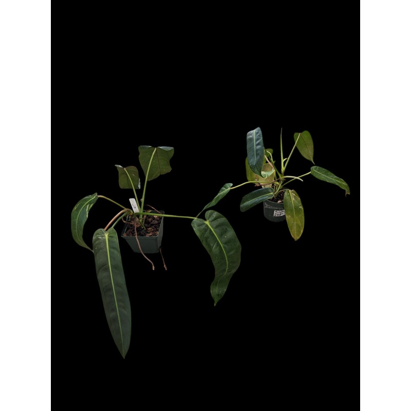 Philodendron Amazon Spirit Medium