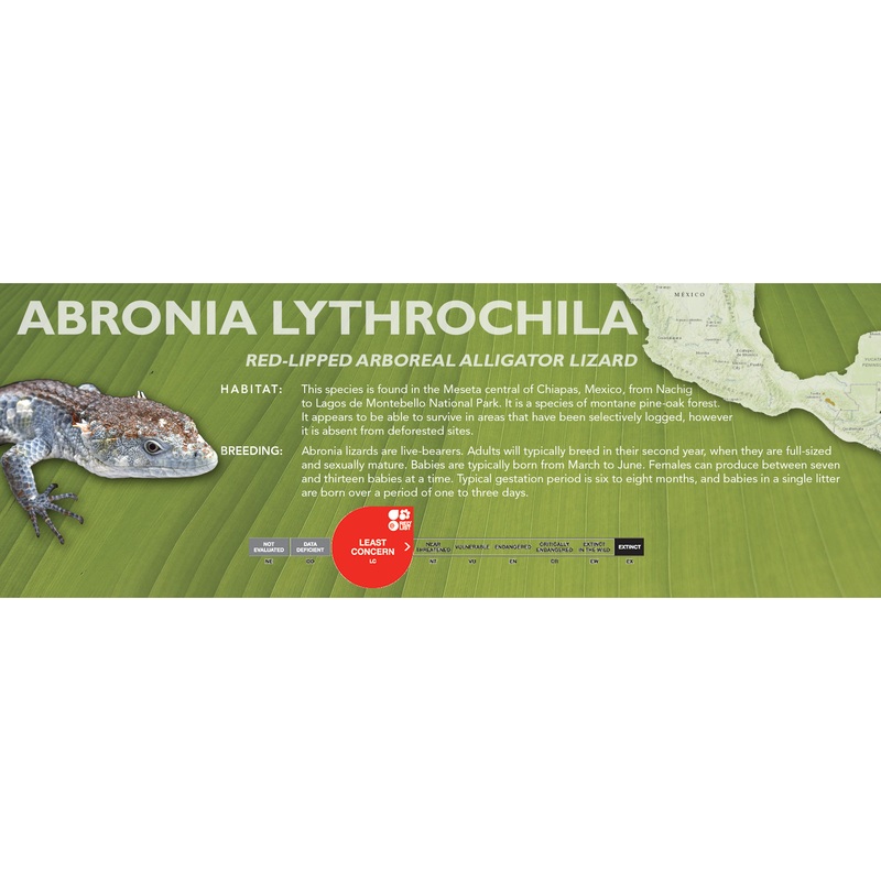 Red-Lipped Arboreal Alligator Lizard (Abronia lythrochila) Classic Vivarium Label