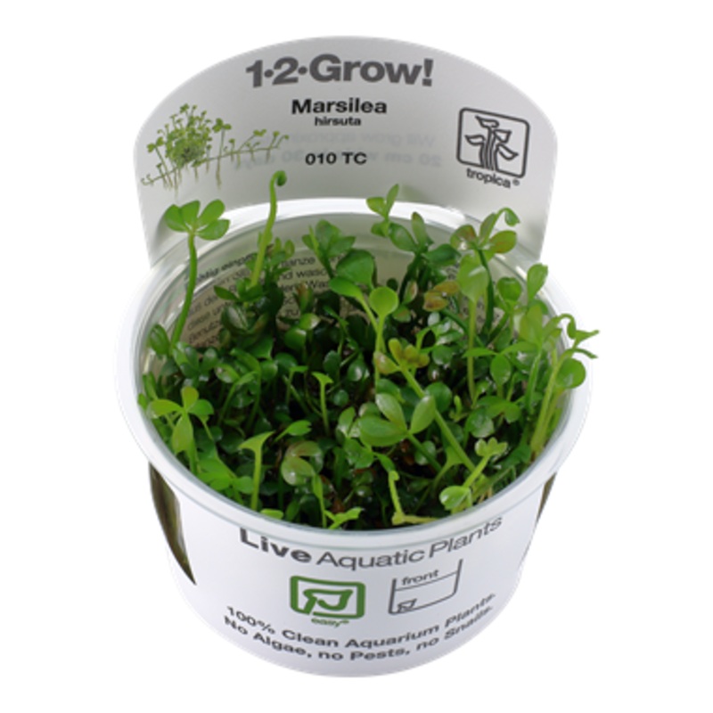 Tropica Marsilea hirsuta 1-2-Grow