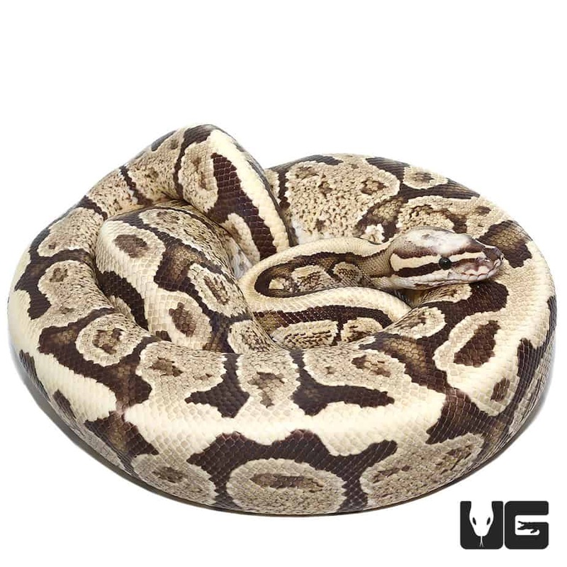 2018 Super Vanilla Ball Pythons For Sale