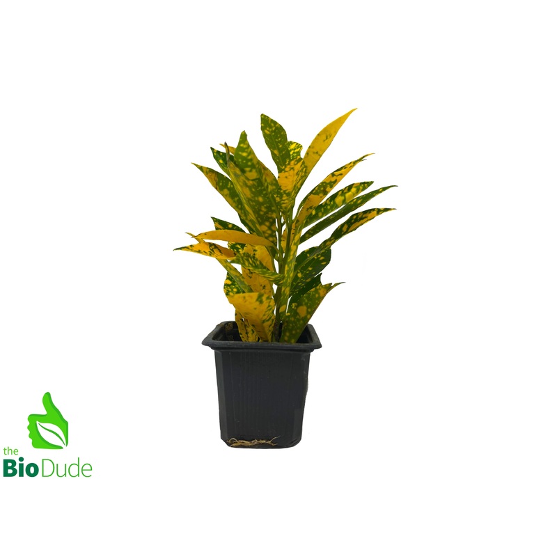 3″ Pot Croton Gold Dust