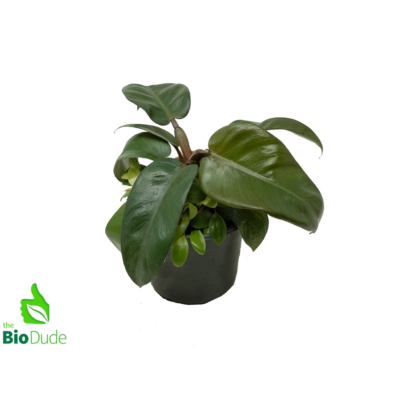 4″ Pot Philodendron Black Cardinal
