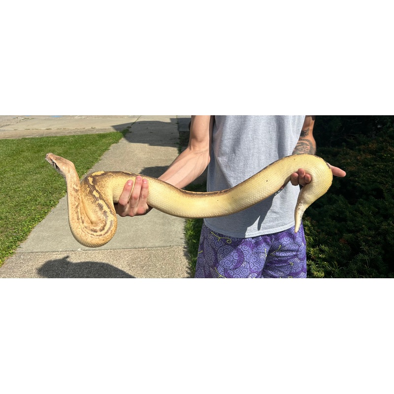 Adult Ivory Blood Python (Female)