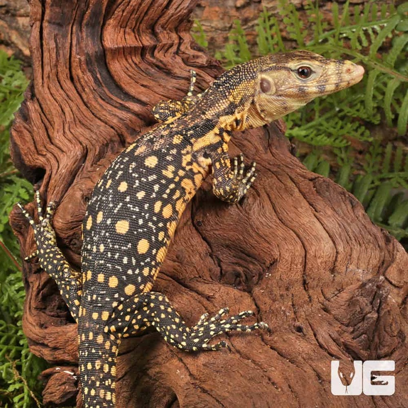 Baby Sulawesi Water Monitors For Sale