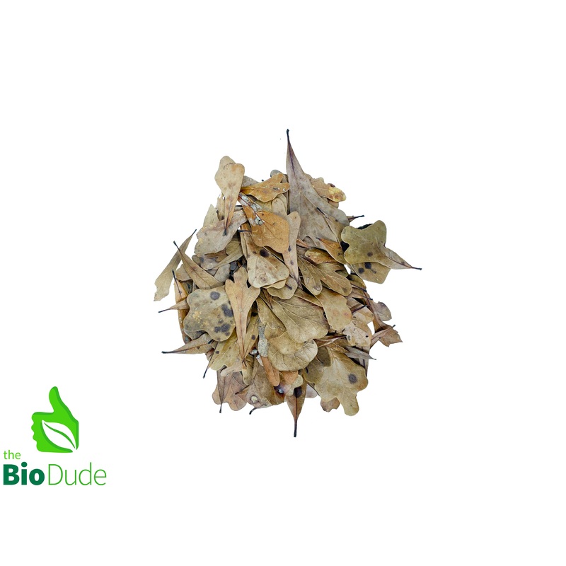 Bio Dude Leaf Litter – Water Oak