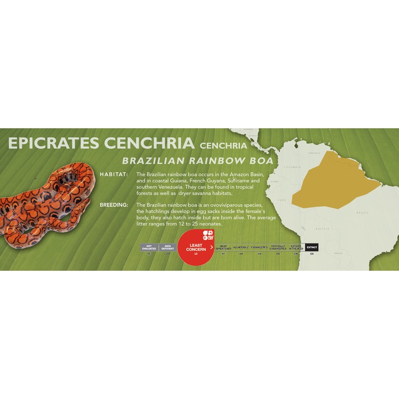 Brazilian Rainbow Boa (Epicrates cenchria cenchria) Classic Vivarium Label