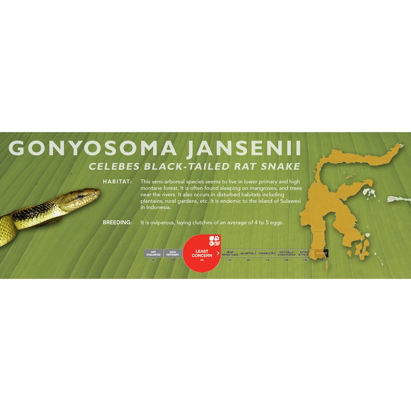 Celebes Black-Tailed Rat Snake (Gonyosoma jansenii) Classic Vivarium Label