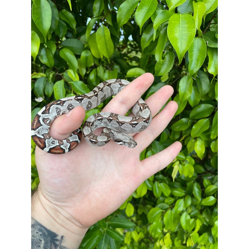 Colombian Red Tail Boa