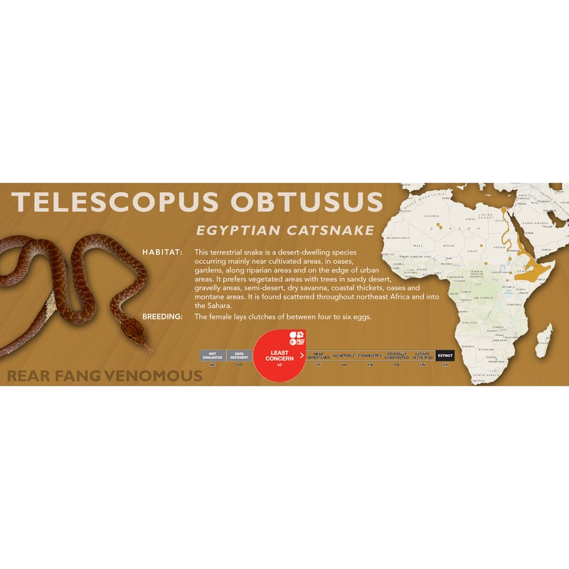 Egyptian Catsnake (Telescopus obtusus) Classic Vivarium Label Original
