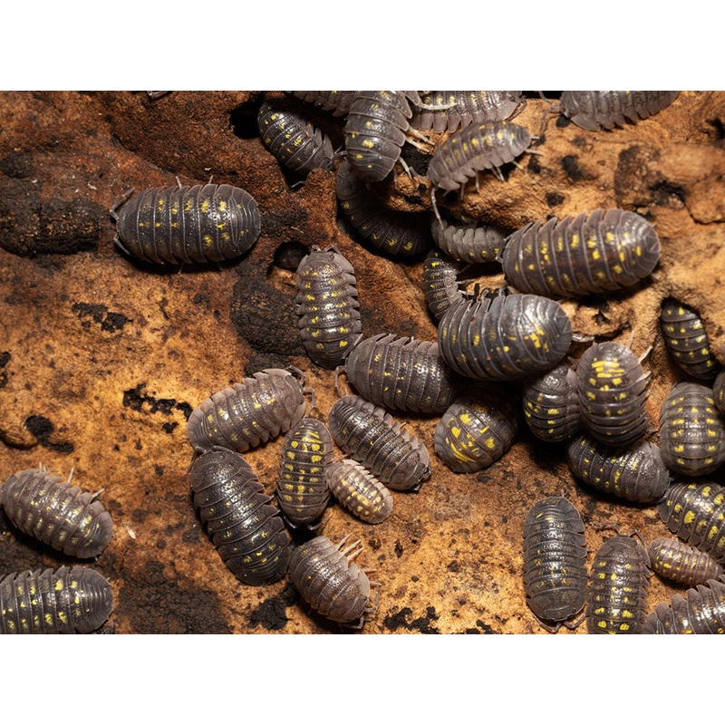 “Granulated” Isopods (Armadillidium Granulatum) 10ct