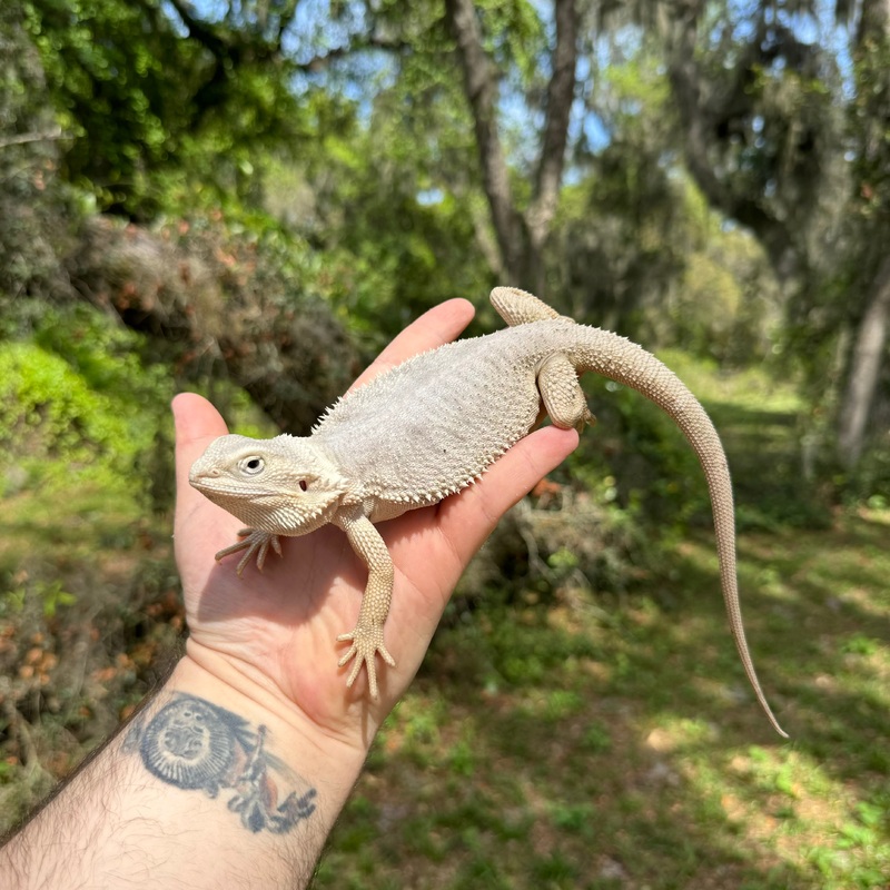 Juvenile Female Hypo Zero Bearded Dragon