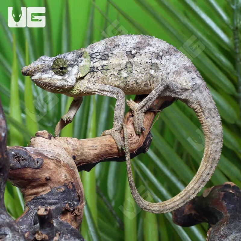 Malthe’s Green Eared Chameleons For Sale