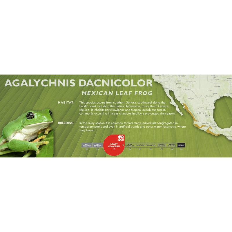 Mexican Leaf Frog (Agalychnis dacnicolor) – Classic Vivarium Label