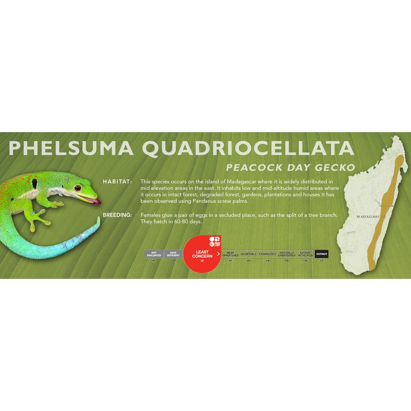 Peacock Day Gecko (Phelsuma quadriocellata) Classic Vivarium Label
